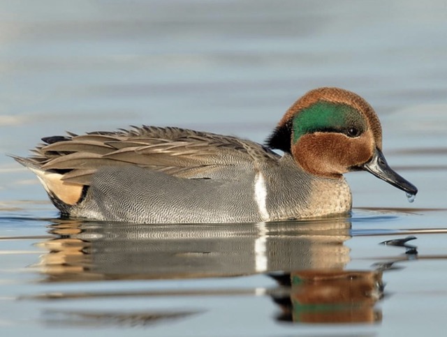 Eurasian teal